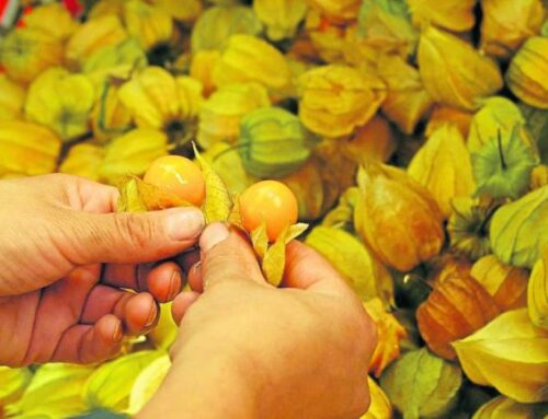 Colombia exportó US$6,5 millones de uchuva en dos meses